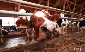 В Кузбассе обновили приказ о компенсации за изъятие и убой больных животных