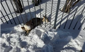 В Кузбассе спасли двух косуль: одна застряла в заборе, вторая поселилась во дворе частного дома