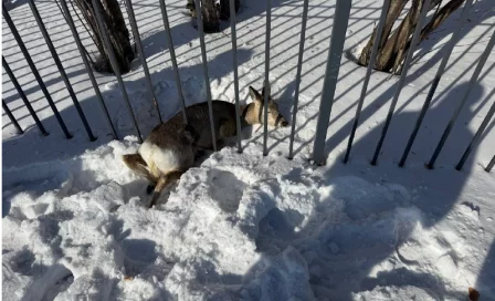 В Кузбассе спасли двух косуль: одна застряла в заборе, вторая поселилась во дворе частного дома