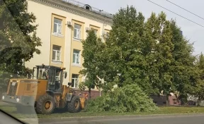 Власти Кемерова прокомментировали вырубку лип на Советском проспекте 