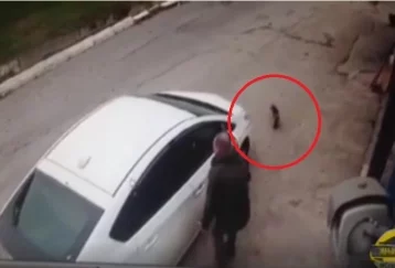 Фото: Жительница Владивостока намеренно убила собаку соседей: инцидент попал на видео 1