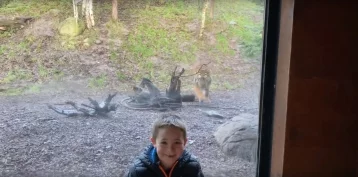 Фото: Все смеялись: тигр бросился на ребёнка в зоопарке, пока отец снимал это на видео 1
