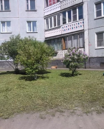 Фото: В Кузбассе около дома обнаружили раненую косулю 3