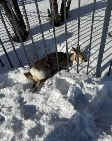 Фото: <a href=https://vk.com/dlkkuzbassa>минлескомплекса и охотхозяйства Кузбасса</a> / «ВКонтакте»