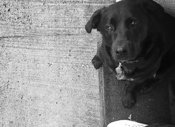 Фото: Собака погибшего в авиакатастрофе футболиста Салы пришла на его похороны  1