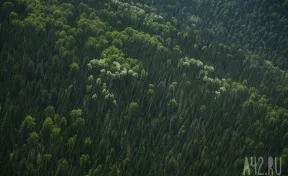 В Кузбассе угольная компания по решению суда восстановит почти 30 га леса