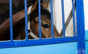 В Кузбассе неизвестные выкинули на свалку трупы домашних животных