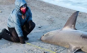 В США замёрзших насмерть акул выбросило на берег