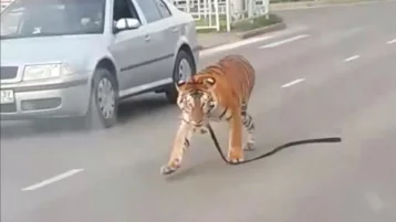 Фото: В Иванове тигр выбежал на проезжую часть 1