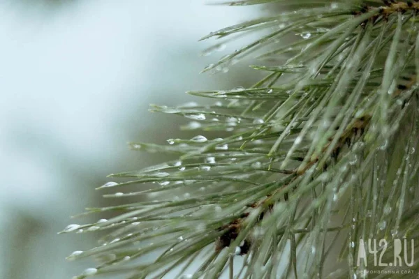 Спасатели возобновили поиски семьи Усольцевых