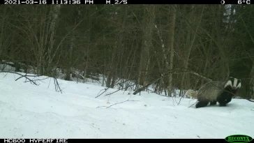 Фото: В Сети появились фото визита рыси в барсучье поселение 2