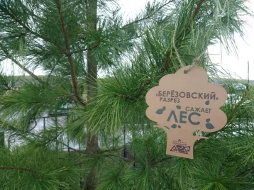 Фото: Кузбассовцы по инициативе разреза «Берёзовский» высадили порядка 100 саженцев деревьев и кустарников 1