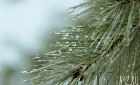 Спасатели возобновили поиски семьи Усольцевых