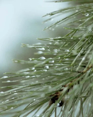 Спасатели возобновили поиски семьи Усольцевых