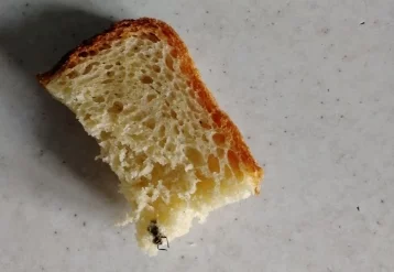 Фото: Жительница Кузбасса нашла в хлебе насекомое 1