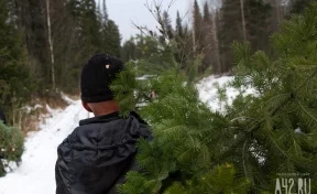 Власти: в Кузбассе спрос на живые новогодние ели упал на 22% за год