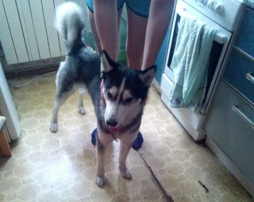 Фото: В Кемерове найдена собака породы хаски 1
