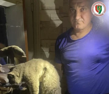 Фото: В Новокузнецке спасатели за двое суток спасли кошку и летучую мышь 1