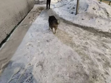 Фото: В Новокузнецке собака застряла в заборе: ей понадобилась помощь спасателей 3