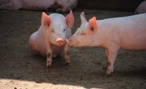 Фирма «Ариант» отказалась от строительства крупного свинокомплекса в Кузбассе