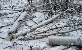 В Кузбассе предприниматель незаконно вырубил деревьев на 2,2 млн рублей