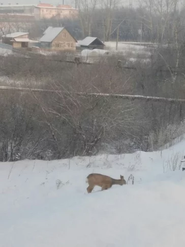 Фото: Жители Кемерова заметили оленёнка 3