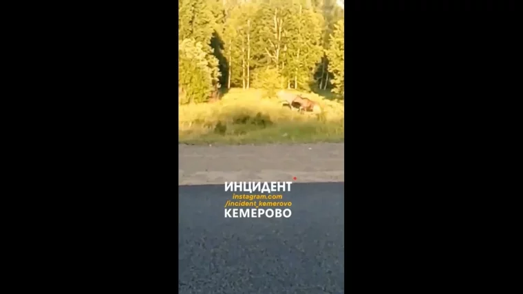 Фото: Горожане заметили лося на территории кемеровского аэропорта 2