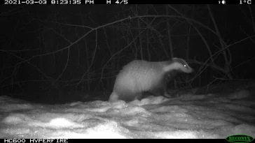 Фото: В Сети появились фото визита рыси в барсучье поселение 3
