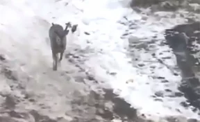 На улице кузбасского города заметили оленя