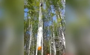 Девушка застряла на дереве после прыжка с парашютом в Томской области
