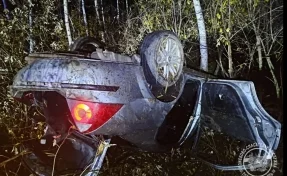 В Томской области три человека попали в больницу после ДТП с медведем