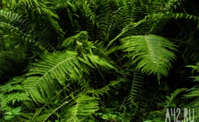 Правительство Кузбасса утвердит перечень опасных видов чужеродных растений 