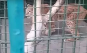 История с рысью со сломанной лапой из новокузнецкого зоопарка заинтересовала полицейских