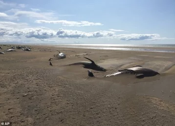 Фото: В Исландии на берег выбросились более 50 китов  1