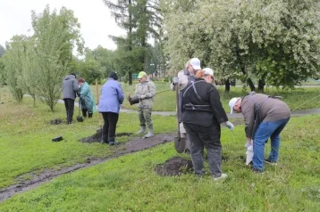 Фото: «Сад памяти»: в Кемерове высадили 90 пирамидальных тополей на набережной Кировского района 1