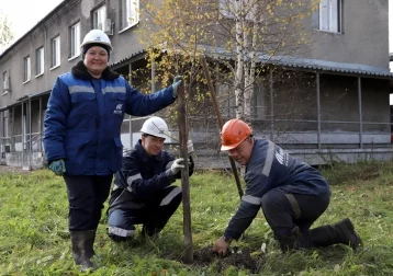 Фото: «Южный Кузбасс» высаживает деревья 1