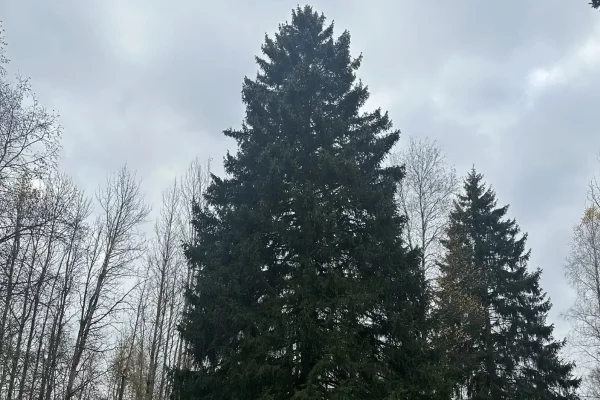 В Московской области выбрали главную новогоднюю ель страны