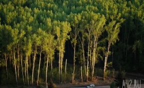 «Сосну ищу месяц»: кузбассовцы пожаловались на дефицит леса в Сибири