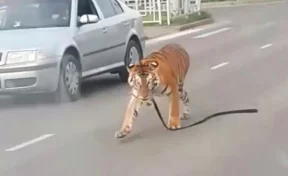 В Иванове тигр выбежал на проезжую часть