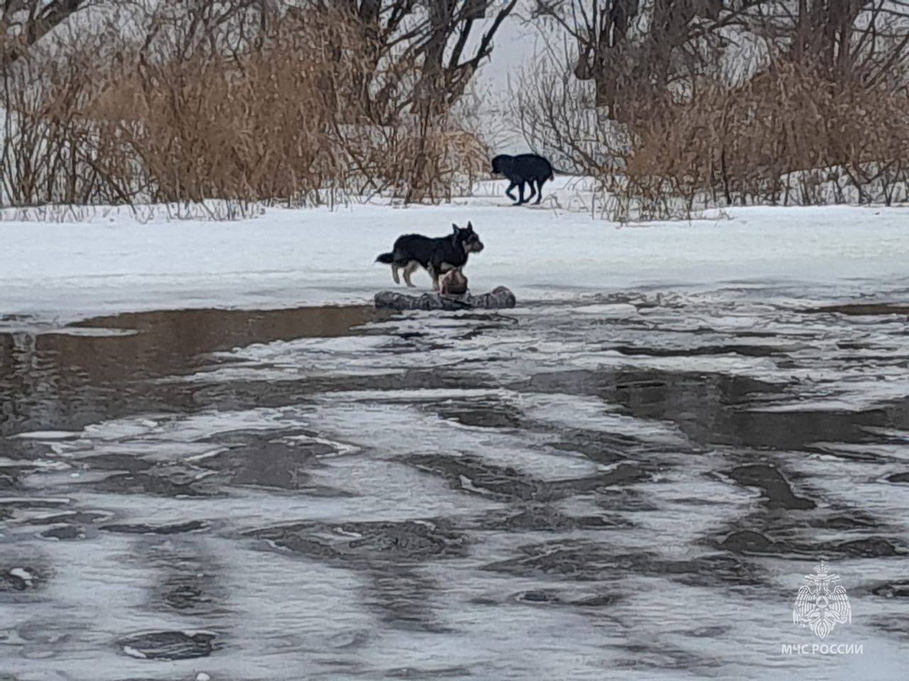 В Туле мужчина провалился под лёд, спасая собаку
