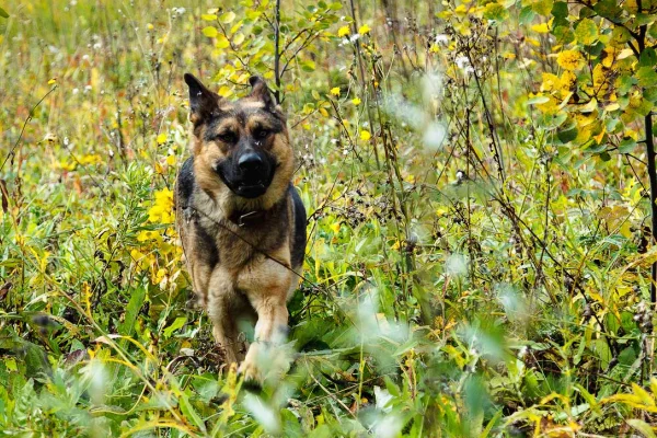 В Кузбассе ищут без вести пропавшего неделю назад 41-летнего мужчину