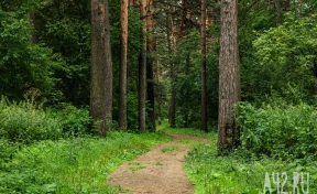 Учёные предложили вырубить весь подлесок в Рудничном бору в Кемерове