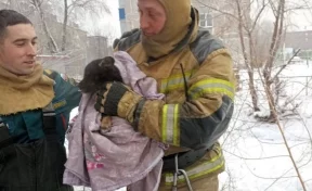В Кузбассе спасли щенка, застрявшего под трансформаторной будкой