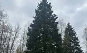 В Московской области выбрали главную новогоднюю ель страны