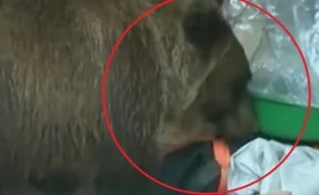 В Кузбассе медведь пробрался на территорию детского лагеря