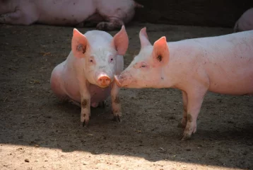 Фото: Фирма «Ариант» отказалась от строительства крупного свинокомплекса в Кузбассе 1