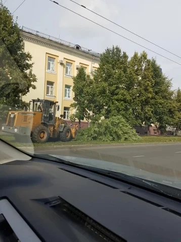 Фото: Власти Кемерова прокомментировали вырубку лип на Советском проспекте  1