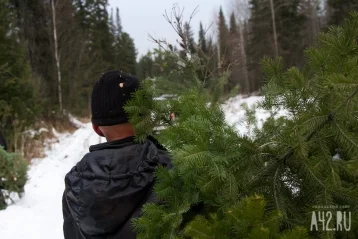 Фото: Власти: в Кузбассе спрос на живые новогодние ели упал на 22% за год 1