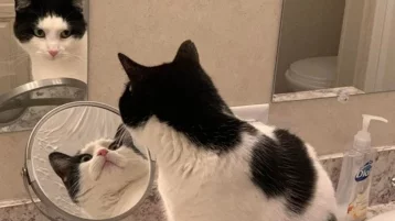 Фото: Пользователей Сети удивила смотрящая одновременно в два зеркала кошка 1