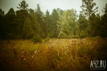 Фото: Кузбассовец отправился за колбой в лес и пропал 1